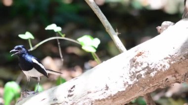 Oriental magpie robin bird feeding chicks
