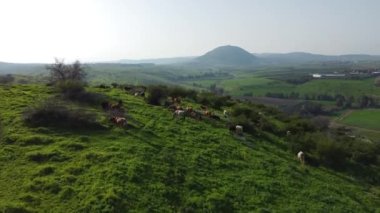A herd of cows grazing on green mountains on a sunny day
