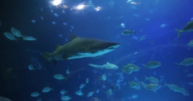 The sharks and fish swimming in an aquarium