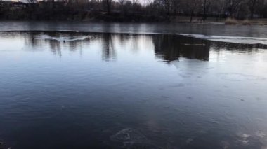Ducks and seagulls on the frozen lake in the evening