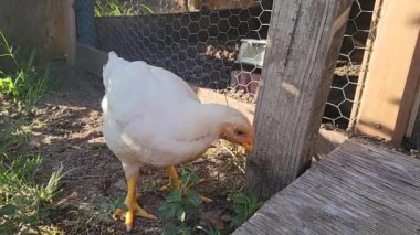 Arka bahçede ot yiyen bir tavuğun yakın plan fotoğrafı.