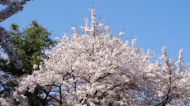 A view of a blooming tree in a garden on a windy day