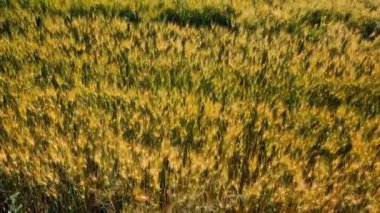 Wheat field moving in the wind. View of a mature wheat field on a summer day. Agricultural industry.