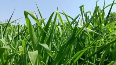 Sorghum green plants in farm or corn green field in farm in india, agriculture, crop, green, plants, leaf, leaves, corn green farm, Sorghum farm ,