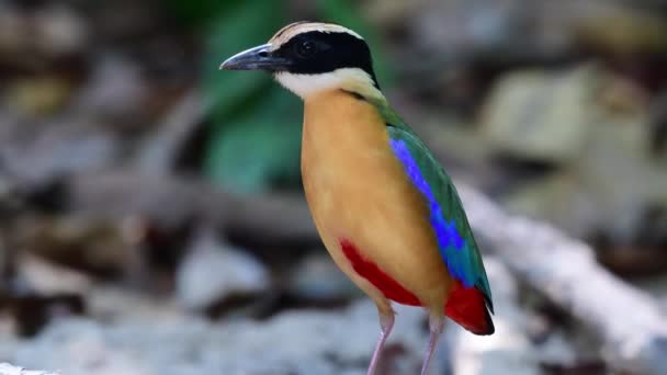 Mehrfarbige Blaue Geflügelte Pitta Vogelfütterung — Stockvideo