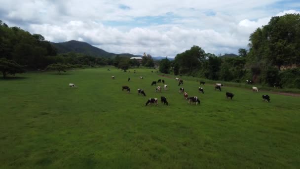 Cows Grazing Cloudy Day Chiang Mai Thailand — 비디오