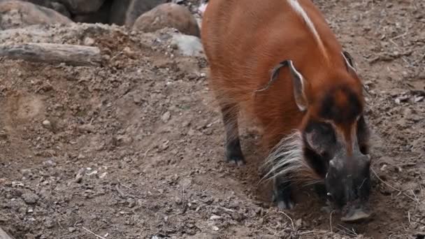 Warthog Roots Dirt Eating Bugs Dallas Zoo — Video Stock