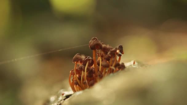 Closeup Bunch Brown Tiny Wild Mushrooms Growing Blurry Background — Video Stock