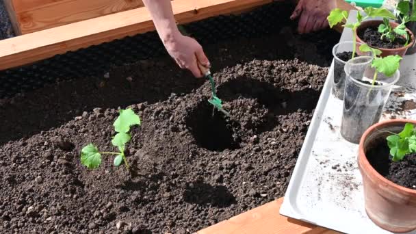 Close Footage Woman Backyard Planting Plant Bushes Pots Day Springtime — Wideo stockowe