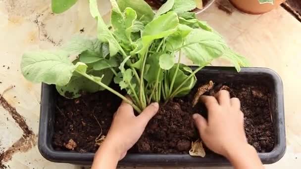 Top View Hands Harvesting Red Radish Planted Pots Balcony Urban — Wideo stockowe