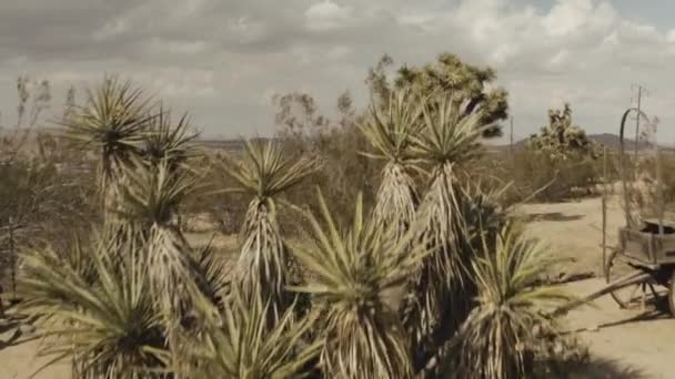 砂浜と植物が成長しているフィールドの空中ビュー — ストック動画