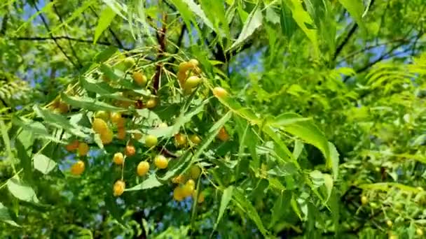 Egy Közeli Felvétel Neem Tree Gyümölcsökről Levelekről — Stock videók