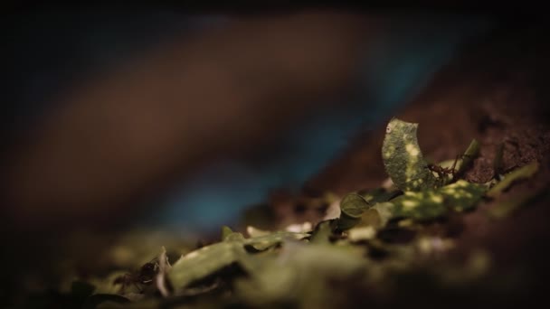 Group Ants Carrying Green Leaves Central Park Zoo New York — Vídeos de Stock