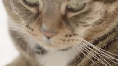 A closeup footage of a striped tabby cat head