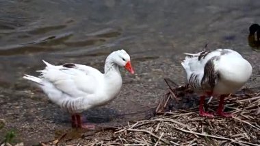 A closeup of geese preening themselves near the shore of a lake with mallard ducks in the background