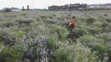 A brown cow running through the flowering shrubs in the field