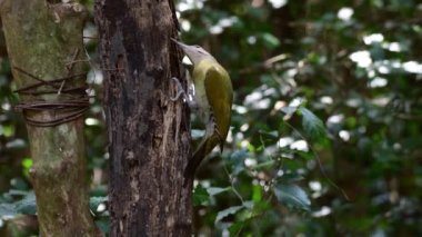 # Yeşil kuş # # Ağaçkakan kuşu # # Yerde ve ölü ağaçta besleniyor #