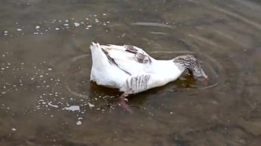 A couple of geese in the pond