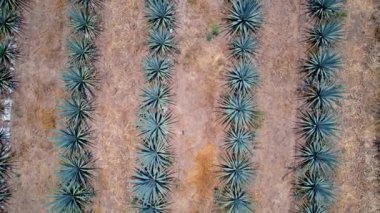 Tekila hava manzarası yapmak için tarlada mavi agave tarlası