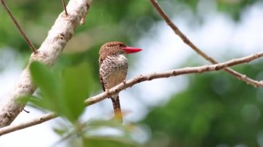 Banded kingfisher bird feeding chicks at the nest