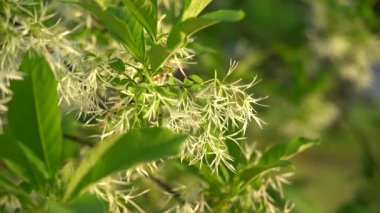 Gün batımında bir gölün yakınındaki ağaç dallarının ve yaprakların yakın çekim görüntüleri.