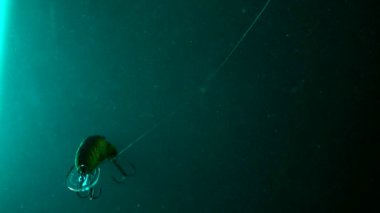 Sudaki bir oltanın yavaş çekim görüntüsü.