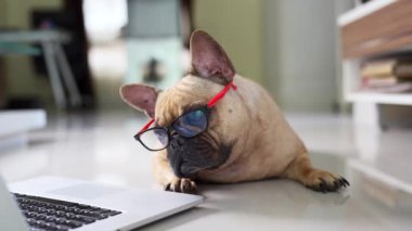 Gözlüklü komik bir Fransız bulldog 'unun laptopa ve ekrana bakışının yüzeysel odağı.