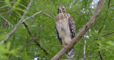Yakından çekilen 4K görüntülerinde güzel bir şahin ağaçta tek başına duruyor.