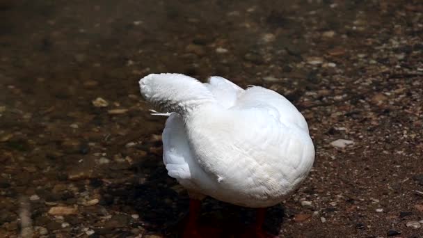White Goose Preening Itself Pond — Stock video
