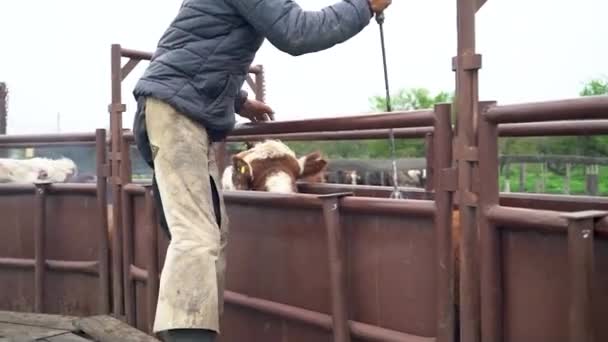 Gaucho Marking Cattle Cow Passing Aisle Marked — Stock Video