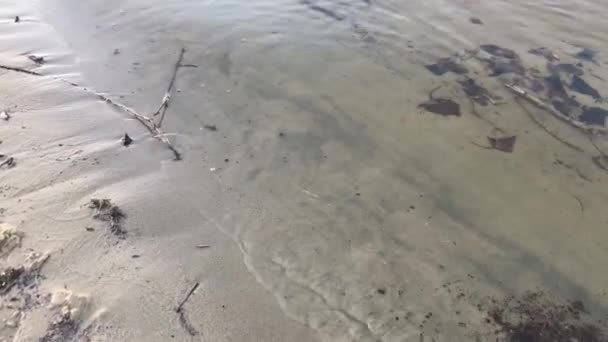 Раковина Речном Пляже Украине — стоковое видео