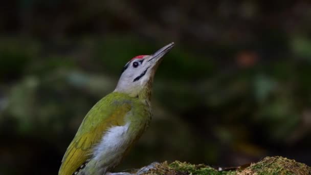 Pássaro Verde Black Naped Woodpecker Pássaro Alimentando Chão Árvore Morta — Vídeo de Stock