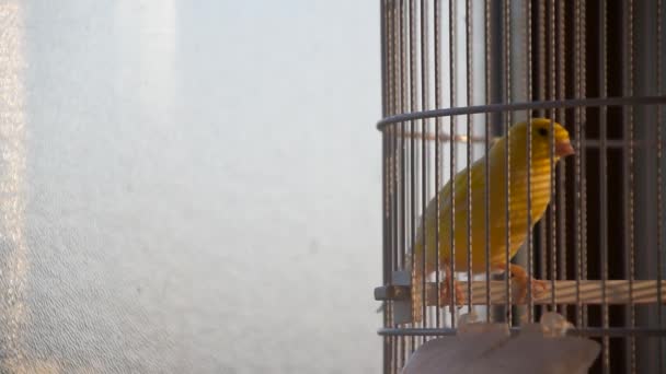 Closeup Yellow Bird Sitting Cage Indoors — Vídeo de Stock