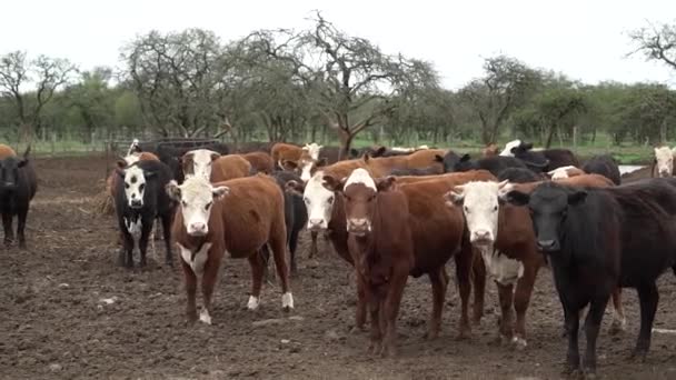 Cows Looking Camera Corral Argentina — Vídeos de Stock