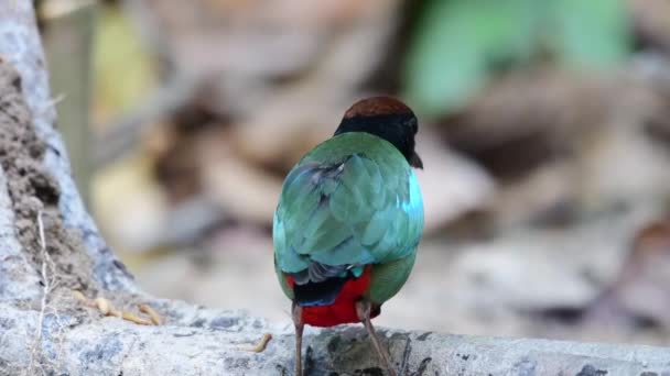Zielony Zakapturzony Ptak Pitta Czerwonym Dzwonkiem — Wideo stockowe