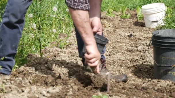 Agriculteur Sénior Travaillant Dans Ferme Biologique Jardin Vert Semis Courge — Video