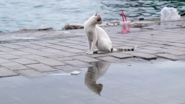 Снаружи Сидит Симпатичная Белая Бродячая Кошка Удивительно — стоковое видео