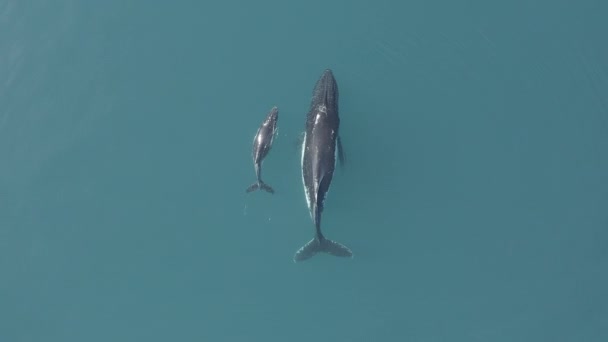 Aerial View Two Humpback Whales Swimming Surface — Vídeos de Stock