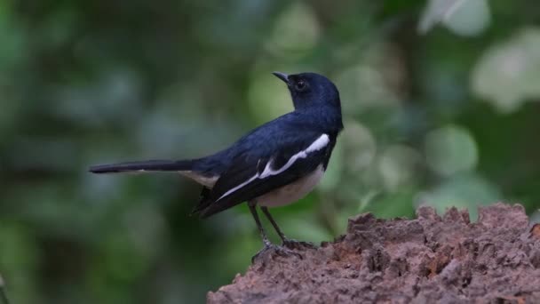 Facing Right Wagging Its Tail Oriental Magpie Robin Copsychus Saularis — Stok video