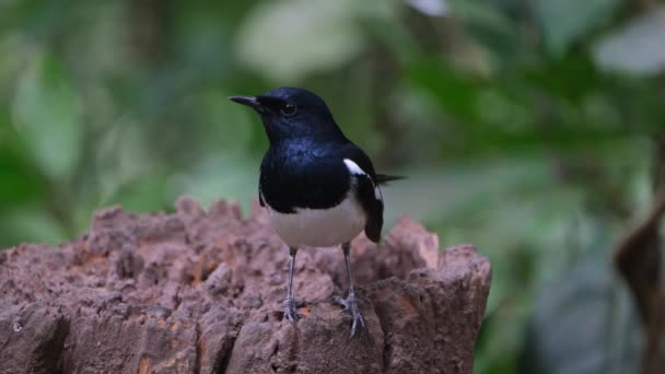 Facing Camera Suddenly Flaps Wags Faces Left Oriental Magpie Robin — Stock Video