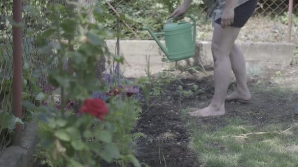 Uma Mulher Regando Plantas Jardim — Vídeo de Stock