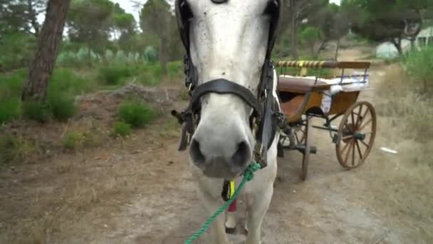 Primo Piano Carro Con Cavallo Bianco Una Fattoria Con Alberi — Video Stock