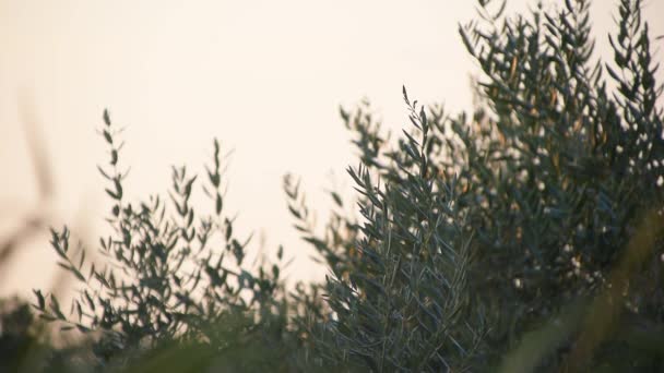 橄榄树叶子的特写镜头 — 图库视频影像