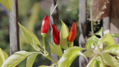 Rüzgarda sallanan kırmızı biber bitkisinin yakından görüntüsü.