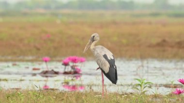 Kuş sağa doğru uçarken tek ayak üzerinde duran Asyalı Openbill Stork, Anastomus oscitans, Nakhon Nayok, Tayland