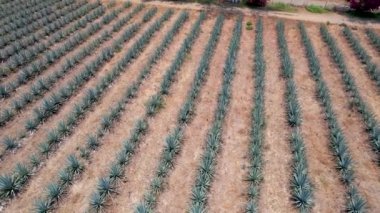 Tekila hava manzarası yapmak için tarlada mavi agave tarlası