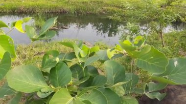 Yeşil çimenler ve kayalarla çevrili sakin bir nehir.