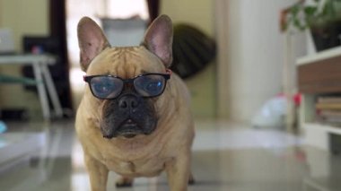 Evde gözlüklü komik bir Fransız bulldog 'unun yakın plan fotoğrafı.