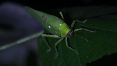 Gecenin ortasında yeşil bir yaprağın üzerinde dinlenen Katydid, Tettigonidae, Tropikal Böcek, Tayland