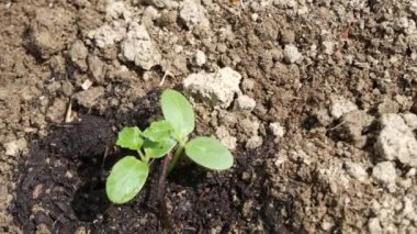 Baharda çiftlikte organik yeşil bahçe tohumlama kabağı, kabak ve soğan yetiştiren kıdemli bir çiftçi.